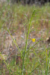 Eulobus californicus