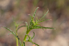 Eulobus californicus