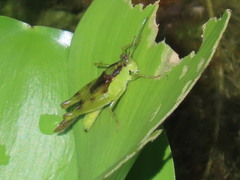 Paulinia acuminata