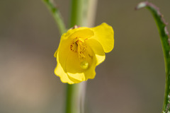 Eulobus californicus