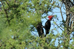 Campephilus leucopogon