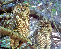 Strix occidentalis lucida