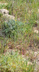 Eulobus californicus