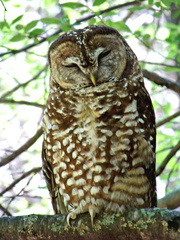 Strix occidentalis lucida