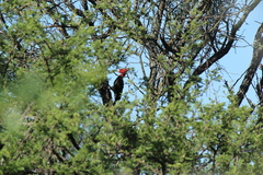 Campephilus leucopogon