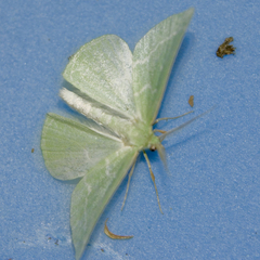 Thetidia smaragdaria