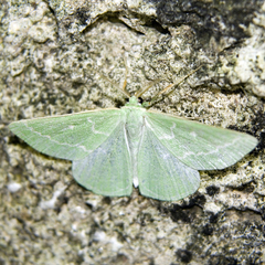Thetidia smaragdaria