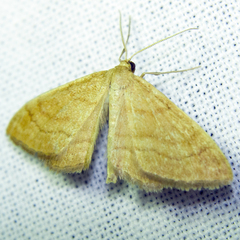 Idaea rufaria