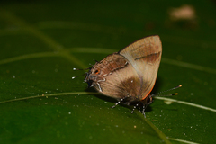 Lamprospilus orcidia