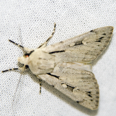 Dichagyris candelisequa