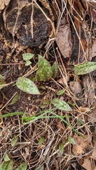 Erythronium umbilicatum