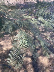 Prosopis