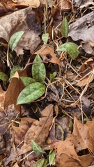 Erythronium umbilicatum