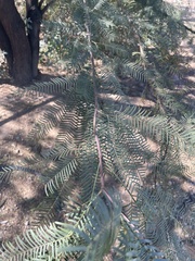 Prosopis