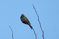 Emberiza calandra