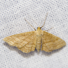 Idaea ochrata