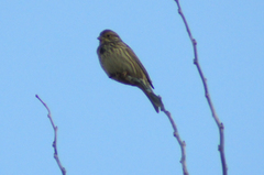 Emberiza calandra