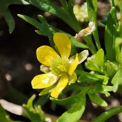 Ranunculus trilobus