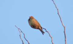 Emberiza calandra
