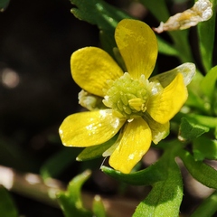 Ranunculus trilobus
