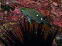 Chromis dispila
