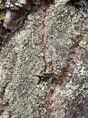 Hyperphyscia adglutinata