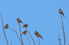 Emberiza calandra