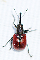 Tatianaerhynchites aequatus