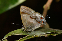 Rubroserrata ecbatana