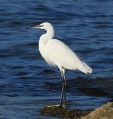 Egretta garzetta