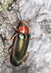 Osphya aeneipennis