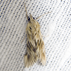 Cynaeda dentalis