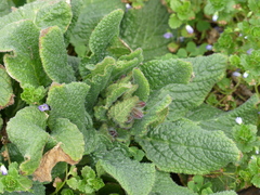 Borago officinalis