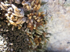 Selaginella asprella