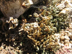 Selaginella asprella