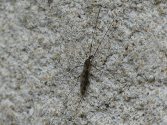 Tipula rufina