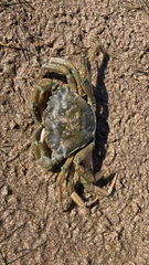 Carcinus maenas