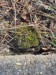 Physcomitrium pyriforme