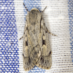 Dichagyris candelisequa