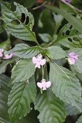 Impatiens hochstetteri