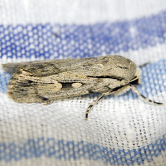 Dichagyris candelisequa