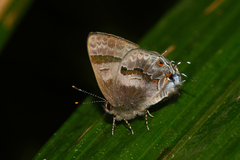 Rubroserrata ecbatana