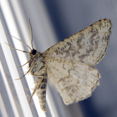 Heliomata glarearia