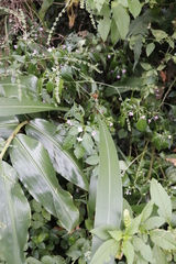 Impatiens hochstetteri