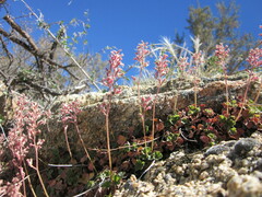 Heuchera parishii