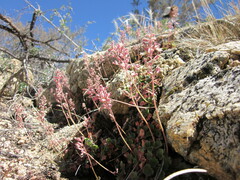 Heuchera parishii