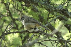 Rhynchospiza strigiceps