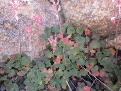 Heuchera parishii