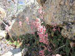 Heuchera parishii