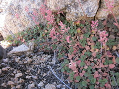 Heuchera parishii